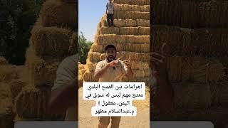 تبن القمح اليمني: أهرامات الجوف المهجورة.. قصة ثروة ضائعة!