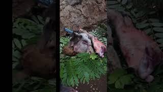 Ritual Adat Koke Bale Warga Mokantarak Flores Timur