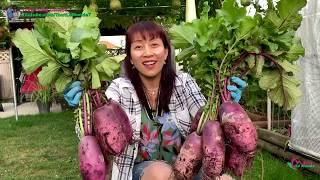 Lần Đầu Trồng & Thu Hoạch Củ Cải Tím Bự Chảng Thấy Mê 390》 Harvesting Purple Daikon Radish