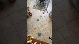 Kitten accidentally nails a ping pong trick shot  #shorts #cat