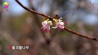 [모야모] 한국의 야생화 - 우리꽃 200 [제1화] 얼음새꽃~길가마지꽃