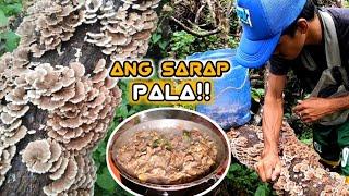 KABUTING KAHOY HARVEST AND COOK|(KWAKDOP)(KWALUPDOP)|Ang sarap ng KABUTING to