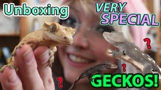 UNBOXING 2 Very Special Geckos from Altitude Exotics... 