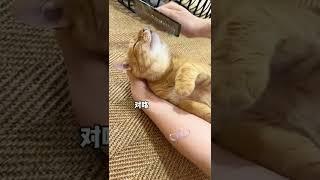 【貓咪叫不苦】真無障礙溝通，不愧上過大學的貓子