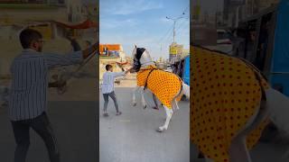 Zuljanah | THE HORSE OF IMAM HUSSAIN A.S  | ( Danish Badshah ) #zuljanah #zuljanahvideos #horse