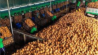 Производство миллионов продуктов из кокосовых орехов / Noal Farm / Озвучка / Deron