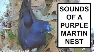 Life in a Purple Martin nest: Ambient Soundscape