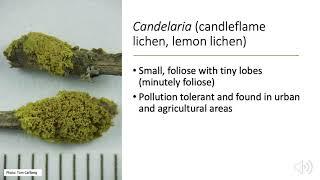 Meet the Lichens 1: City Dwellers (Xanthoria, Candelaria, Physcia)