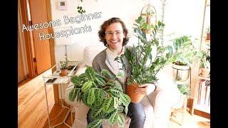 Awesome Beginner Houseplants - 5 Options for New Plant Parents #HotForHoya