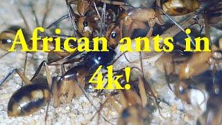 Beautifull African ants in Ultra HD 4k Camponotus Maculatus