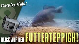 Wir blicken auf den Futterteppich! Karpfen Talk mit Markus Lotz!