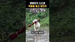 할머니가 세상전부인 강아지 #동물