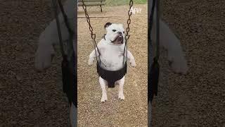 Not a single ounce of fun was had  #afv #funny #babies #dogs #shorts