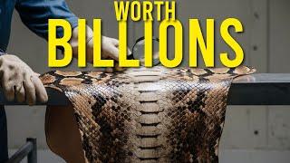 Inside the Snake Skin Factory - How Leather is Made from Snakes 