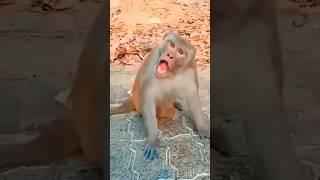 cute common kestrel  & monkey  funny #funnyvideos #kestrel #monkey #viral #video #funny #shorts