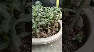 Adenium Seedling #shorts #short #youtubeshorts #youtube #gardening #garden #adenium #hobby #nature