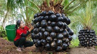 WOMEN Harvesting Black Sugar Palm Fruit Goes to market sell | Ella Daily Life