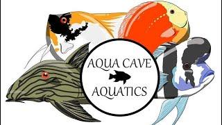 Morgan hamblin special guest | Aqua cave aquatics