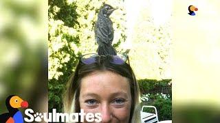 Woman Rescues A Baby Robin And Becomes His Best Friend | The Dodo Soulmates