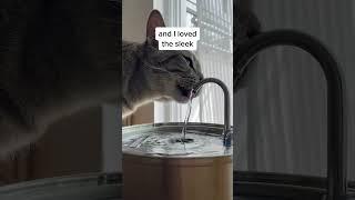 Step into the Future of Feline Hydration! 