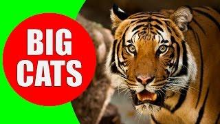 BIG CATS for Children - Tiger, Lion, Jaguar, Leopard, Cheetah, Puma - Learn Big Cats of the World