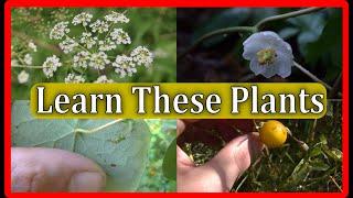 You NEED to Learn These 4 Poisonous Plants