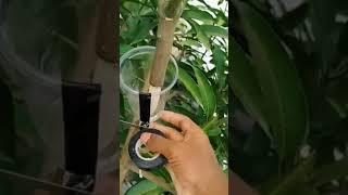 كيفية إكثار الأشجار عن طريقة الترقيد الهوائي How to propagate trees by air trapping method