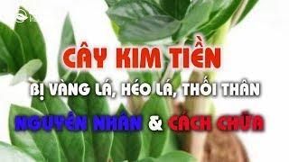 Nguyên nhân và cách chữa cây kim tiền bị vàng lá, héo lá, thối thân