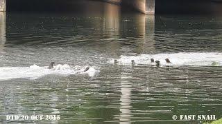 Territorial dispute between 2 families of smooth-coated otters (Dtd 20 Oct 2015) Otters Fight