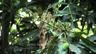 Mango trees (Mangifera indica)