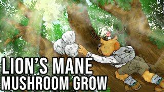 Bears Head/Lions Mane Mushroom Grow Part 2 - Spawning and Fruiting