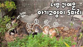 새끼 고양이 5마리와 엄마 고양이 ️