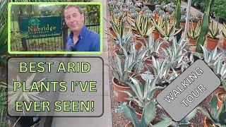 Plants for the ARID DESERT GARDEN at Nobridge Garden Centre Shropshire (Walking Tour)