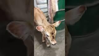 Кто у нас родился!? Телочка или бычок