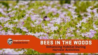 Bees in the woods: Enhancing habitat during harvest activities