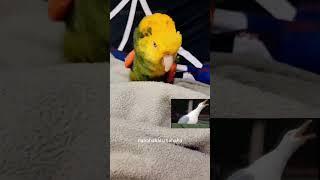 Funny parrot #funny #funnypetsmoments #funnypets #funnypetschannel #funnyanimals #laughoutloudpets