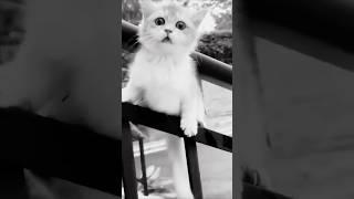 cute || #cat #kitten #meow @atiqanikaenter10ment