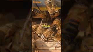 The Mystery of Disappearing Honeybees 