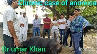 Chronic case of anorexia in buffalo l pashuon Mein Bhookh ka ilaaj । Dr umar Khan