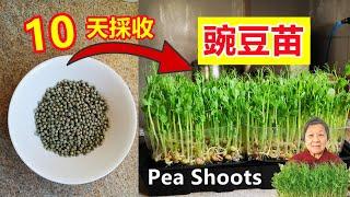 How to grow Pea shoots\How to control the quality of pea sprouts\Mars Hydro