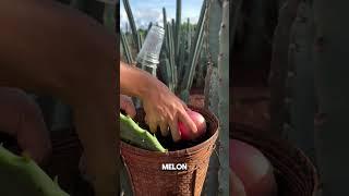 Have you tried this cactus fruit? (credit: 1youngkham_farm) - Farm Life Eps 1 #farm #life