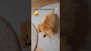Обучение командам Померанца # Удачи и падения  #shorts