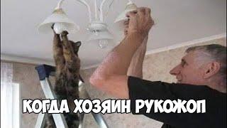 БЕЗ КОТА И ЖИЗНЬ НЕ ТА!СМЕШНЫЕ ЖИВОТНЫЕ