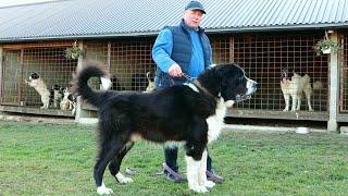 Câini ciobănești de BUCOVINA URIAȘI | Canisa POMOHACI din Marginea jud. Suceava | HUGE ROMANIAN DOGS