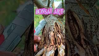 how to make an old impression on bonsai material #bonsaiworld #bonsaitree #garden #bonsaigarden