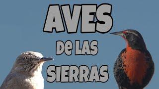 AVES de las SIERRAS en INVIERNO *  BIRDS of the MOUNTAINS in WINTER