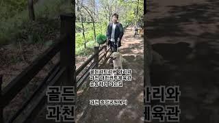아리와 운동 가는길 #강아지 #애견영상 #반려견 #래브라두들 #웃긴영상 #도그독 #유머 #산책 #강아지일상 #골든리트리버 #과천시 #과천중앙공원