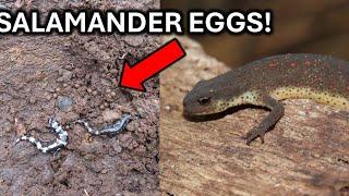 Salamander Emergence and Snakes on the Outer Banks! - Herping the North Carolina Coast