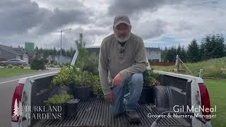 Transforming a Backyard: Expert Tips on Planting Cedars & Creating Privacy!