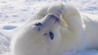 Baby seal, I'm doing a lot of tricks today. My specialty is flapping my front fins.